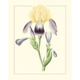 thumbnail image 2 of Unknown 15x18 Gold Ornate Wood Framed with Double Matting Museum Art Print Titled - Purple Irises II, 2 of 4