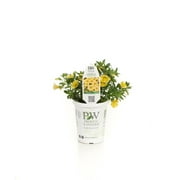 8-Pack, 4.25 in. Grande Superbells Lemon Slice (Calibrachoa) Live Plant, Yellow and White Flowers