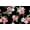 BLACK/CORAL/BLUE, variant on Challis Rayon Printed First Crush, Floral Fabric, Dress Fabric (BLACK/CORAL/BLUE, ByYard)
