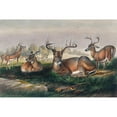 thumbnail image 3 of Joseph Wolf 24x17 Black Modern Framed Museum Art Print Titled - The White-Tailed Deer (1861-1867), 3 of 5