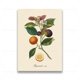 thumbnail image 3 of Pósteres y grabados vintage de frutas botánicas retro, limón, ciruela y naranja, arte de pared, pintura en lienzo, imágenes de pared, decoración de cocina, 3 of 5