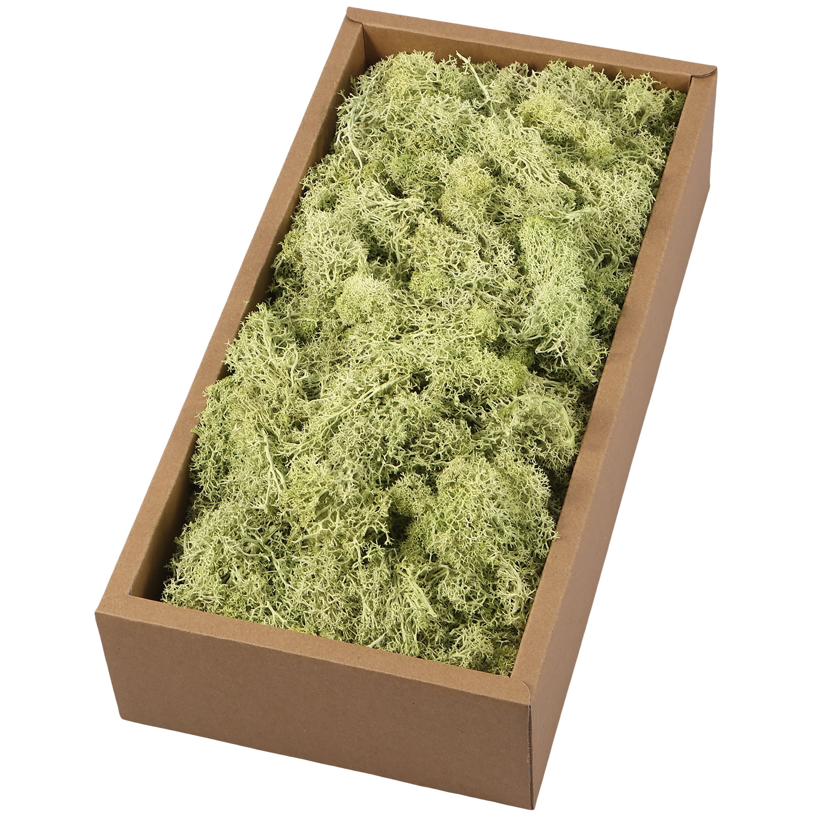 Dznils Preserved Reindeer Moss for Crafts Artificial Moss for Wall Art