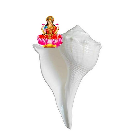 Natural dakshinavarti (Lakshmi) and vamavarti (Vishnu) shankh pair for pooja @ 2 inch By Indian Collectible