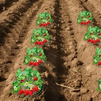 AURARMLET 6-Pack Strawberry Plant Supports Green Plastic Growing Stands for Trunk and Garden Care