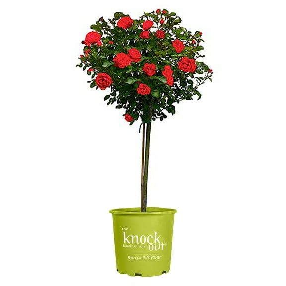 The Knock Out® Family of Roses 'The Red Double Knock Out® Rose' Live Tree in 3-Gallon Grower Pot