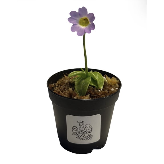Primrose Butterwort (Pinguicula Primuliflora) Carnivorous Plant in 2" Pot