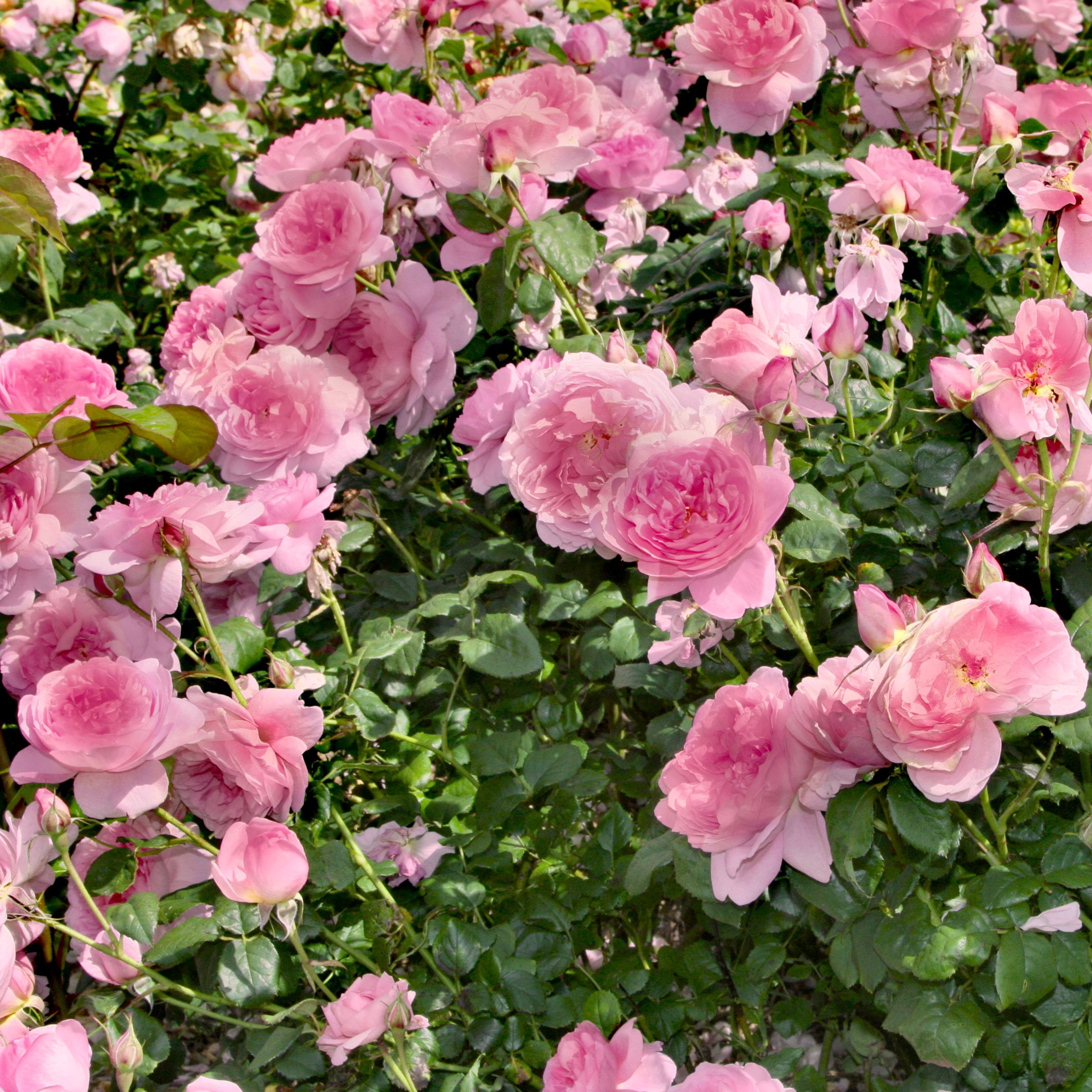 Bare Root Rose Ball Gown Romantica with Pink Flowers