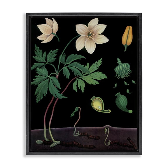 Stupell Industries Victorian Sprouting Wildflower Illustrations Black Floating Frame Canvas Art, 17 x 21, by Vintage Hustle
