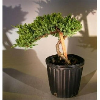 Bonsai Boy c2028 Pre Alberta Spruce Bonsai Tree - Picea Glauca Conica -  Walmart.com