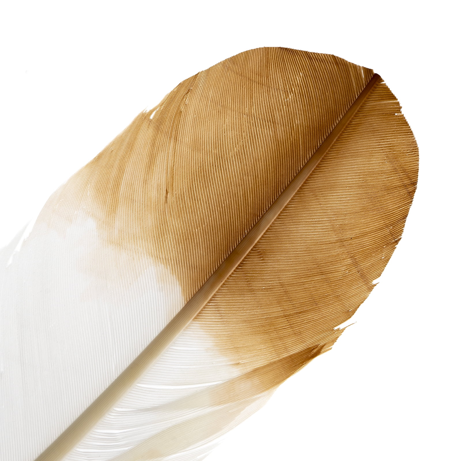 Imitation Eagle Feather 12in White & Brown (3 Header, 18pcs)