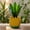 Type1, variant on Zeiwohndc Creative Succulents Planter Dragon Scale Flower Pot Plastic Green Plant Pot