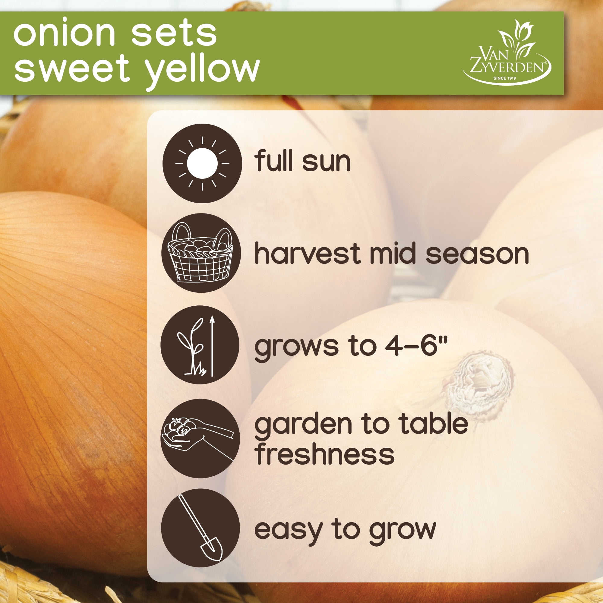 Expert Gardener Sweet Yellow Onion Sets, 50 Bulbs, Annual, Full Sun