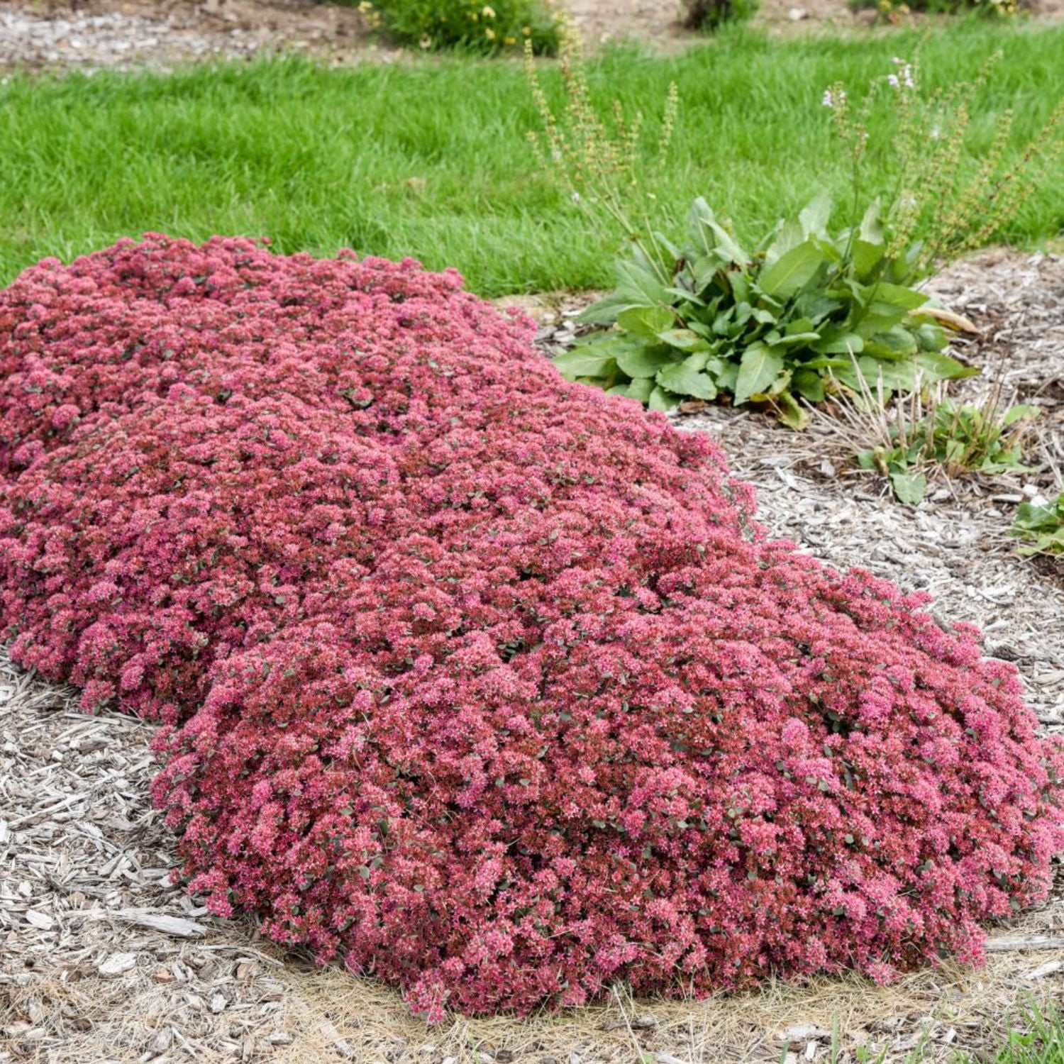 Proven Winners 5" Pink Rock 'N Round 'Popstar' Stonecrop Live Plant in 4.5" Pot (4 Count)