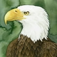 thumbnail image 2 of Popp, Grace 15x15 Black Ornate Wood Framed with Double Matting Museum Art Print Titled - Bald Eagle Stare II, 2 of 4