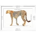 thumbnail image 5 of Art.com Wild and Free VII Bold Art Print by James Wiens, White Frame Wall Art, 23" x 17", 5 of 5