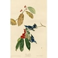 thumbnail image 2 of Vintage Apple Collection 13x18 White Modern Wood Framed Museum Art Print Titled - Azure Warbler, 2 of 4