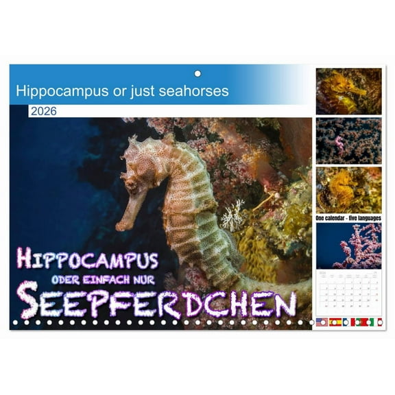 Hippocampus or just seahorses (Monthly Wall Calendar 2026 11.7 x 16.5 (open)), CALVENDO 14 Month Calendar