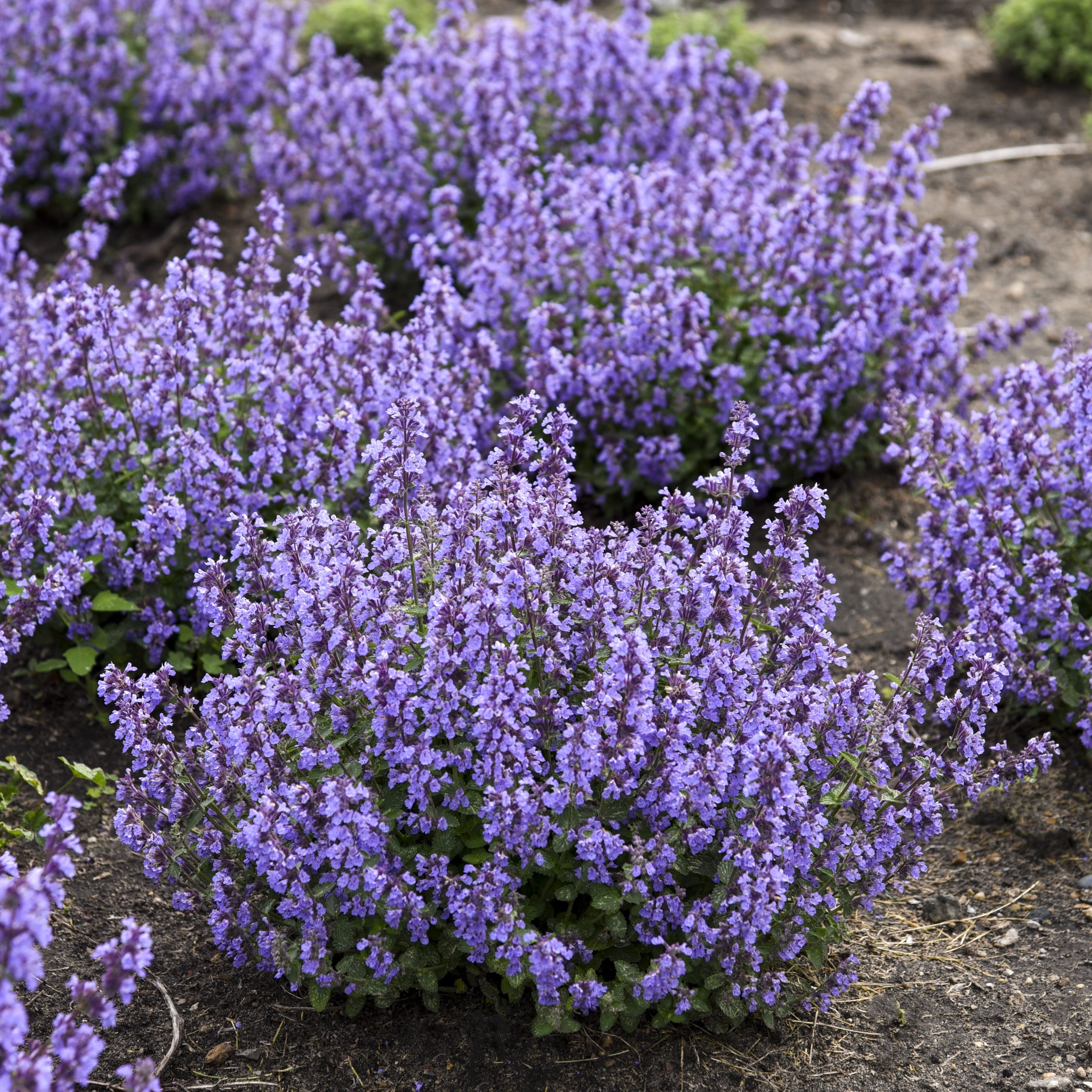 Proven Winners 3 Quart Purple Nepeta Cat's Pajamas Full Sun Perennial Outdoor Live Plants
