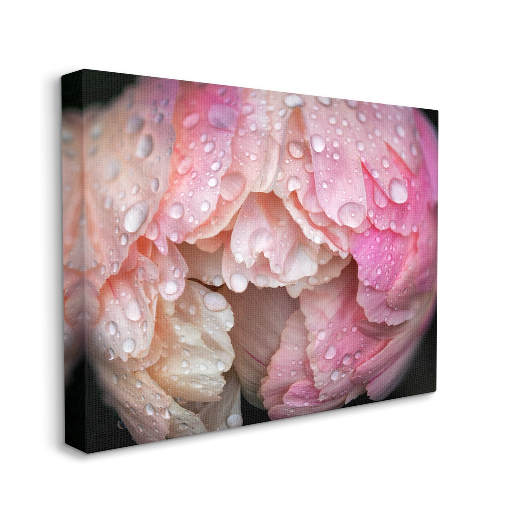 Stupell Industries Pink Peony Budding Water Droplets Botanical & Floral Photography Gallery Wrapped Canvas Print Wall Art