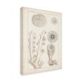 thumbnail image 2 of Vision Studio 'Antique White Coral III' Canvas Art, 2 of 4