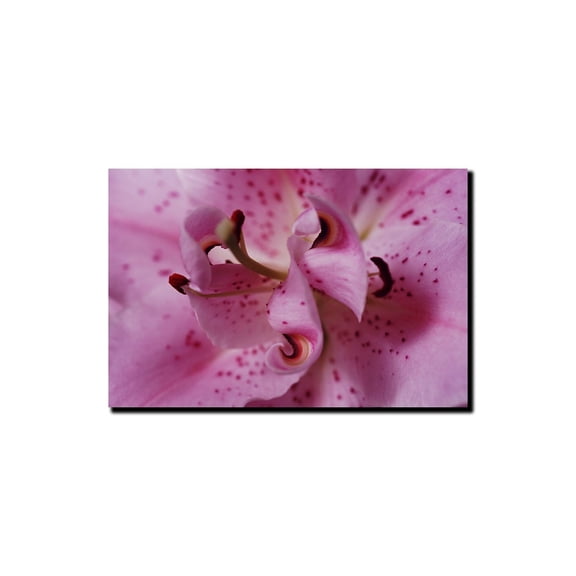 Trademark Art "Lily Abstract" by Kurt Shaffer