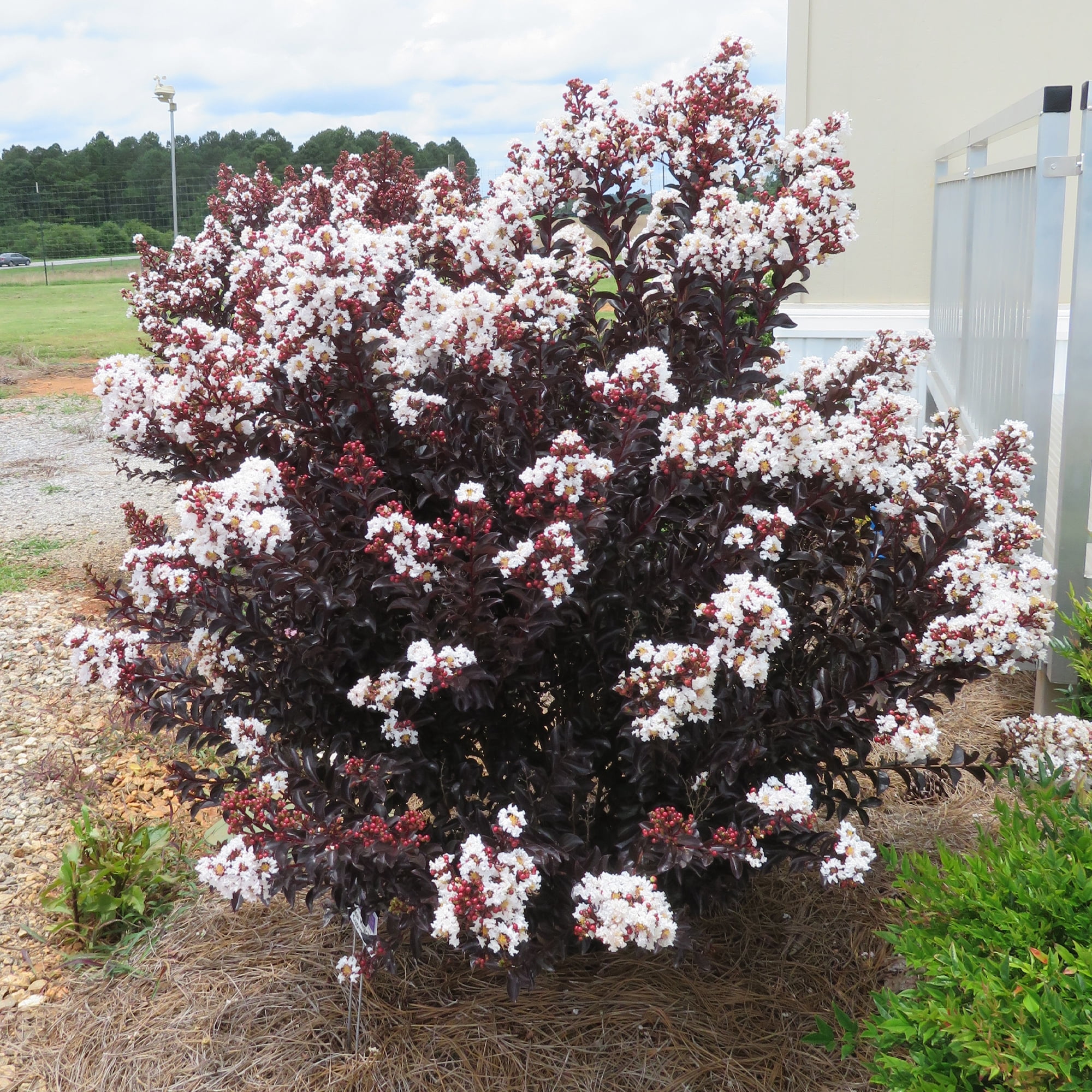 First Editions Crape Myrtle Lunar Magic Live Shrub (2 Gallon)