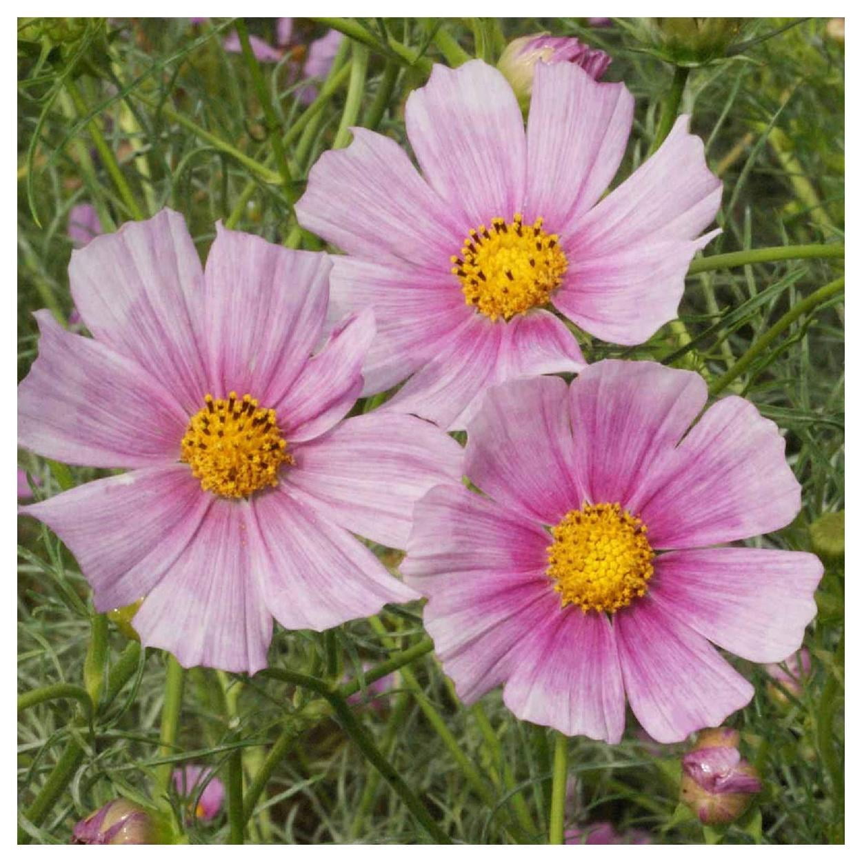 Everwilde Farms - 1 lb Daydream Cosmos Garden Flower Seeds - Gold Vault Bulk Seed Packet