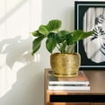 thumbnail image 6 of Ceramic Planter - 6 Inch Plant Pot Indoor Outdoor, Modern Round Planter with Drainage Hole and Plant Saucer, Decorative Small Flower Pot, Home Decor, Birthday Gifts, Gold, 6 of 6