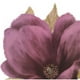 Rosenstiels ROSSPV9195 Grandiflora Blush II Affiche Imprimée de Bois de Linda - 28 x 28 – image 1 sur 1