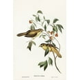 thumbnail image 2 of Gould, John 11x14 White Modern Wood Framed Museum Art Print Titled - Australian Bell Bird-Myzantha melanophrys, 2 of 4