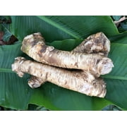 1lb. Bareroot Horseradish Root