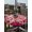Crimson HotPink Beige, variant on Outdoor Tablecloth with Umbrella Hole and Zipper, Valentine's Day Round Table Cloth 54 Inch Waterproof Tablecloth, Romantic Love Pink Plaid Beige Vintage Picnic Table Cover for Patio Camping