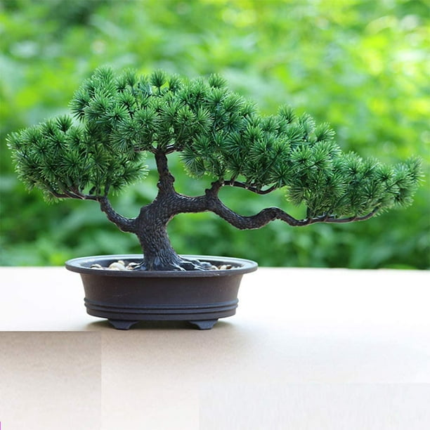 Un arbre bonsai - la décoration par excellence pour l'intérieur ou