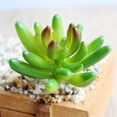 thumbnail image 1 of Artificial Decoración para hogar Jardín Oficina en hogar Materiales de Bricoje Plástico de Bricoje Colco Planta Succulenta Artificial, 1 of 6