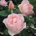 thumbnail image 1 of Heirloom Roses - The Shepherdess™ David Austin Rose - David Austin Rose Plant, 1 of 2