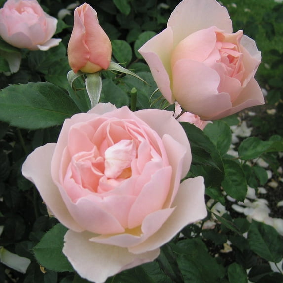 Heirloom Roses - The Shepherdess™ David Austin Rose - David Austin Rose Plant