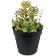 thumbnail image 3 of Northlight 8" Mixed Succulent Artificial Plant Arrangement in Pot - Green/Red, 3 of 7
