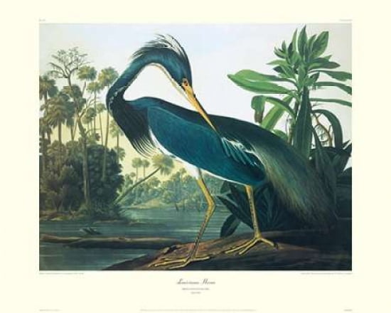 Louisiana Heron (de