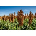 thumbnail image 2 of 50 MENNONITE SORGHUM Sugar Cane Sorghum Bicolor Grain Vegetable Seeds, 2 of 8
