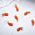 thumbnail image 7 of 30 Pieces Fake Goldfish Plastic Floating Artificial Aquarium Fish Realistic Moving Orange Goldfish Ornament Decorations for Aquarium Tank, 7 of 7
