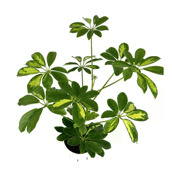 Gold Umbrella Tree Schefflera Arboricola Gold Capella, 4" Pot Houseplants