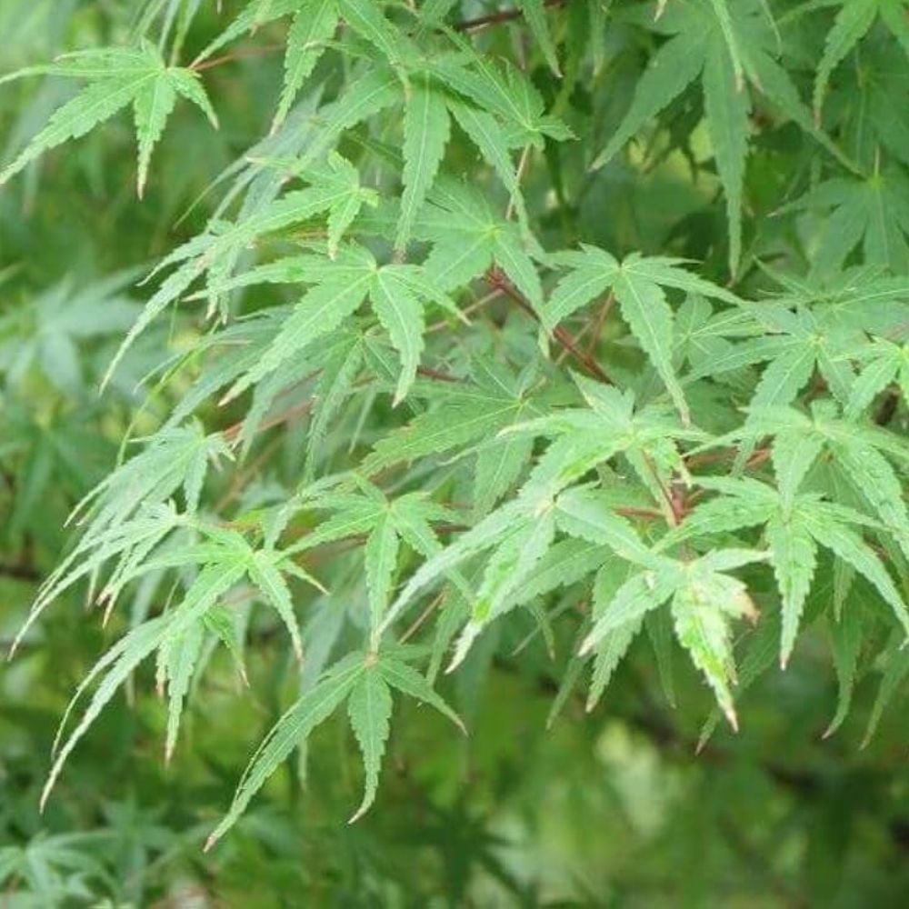 Expert Gardener 3-4 ft tall Green Japanese Maple Tree in 7 gal. Grower Pot