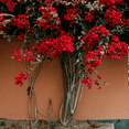 thumbnail image 4 of Red Bougainvillea Plant, Flowering Bougainvillea Live Plant, Indoor Outdoor Growing, 4 to 6 Inches, 4 of 5