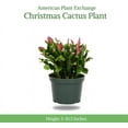 thumbnail image 5 of American Plant Exchange Christmas Cactus Live Flowering Plant in 6" Pot with Cover, Easy Care Houseplant, Festive Holiday Gift, 5 of 9