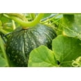 thumbnail image 2 of Horton, Janet 14x11 Gold Ornate Wood Framed with Double Matting Museum Art Print Titled - Bellevue-Washington State-USA Discus Bush Buttercup Squash growing, 2 of 4