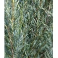 thumbnail image 4 of Expert Gardener 3.25G Juniper Moonglow Evergreen Live Shrubs Full Sun Blue, 4 of 8
