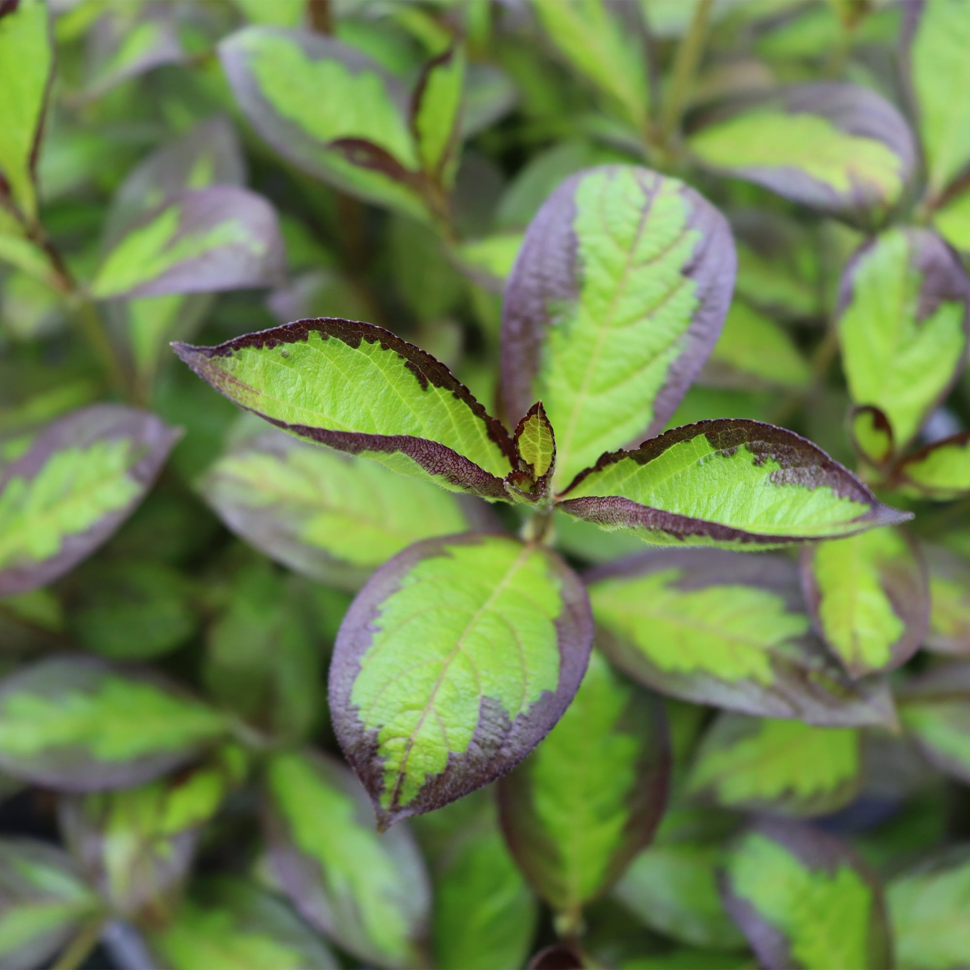 Proven Winners ColorChoice Vinho Verde Weigela Live Shrub (2 Gallon)