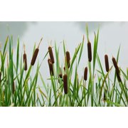 Seedville 50 Cattails Flower Seeds, Water Pond Grass