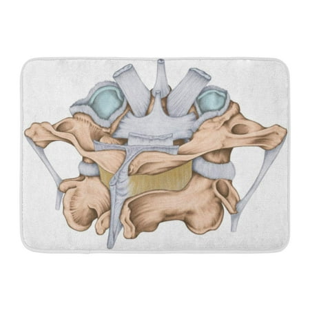 - GODPOK The Ligaments of Median Atlantoaxial Joint Atlas and Axis Cervical Spine Vertebral Morphology First Rug Doormat Bath Mat 23.6x15.7 inch