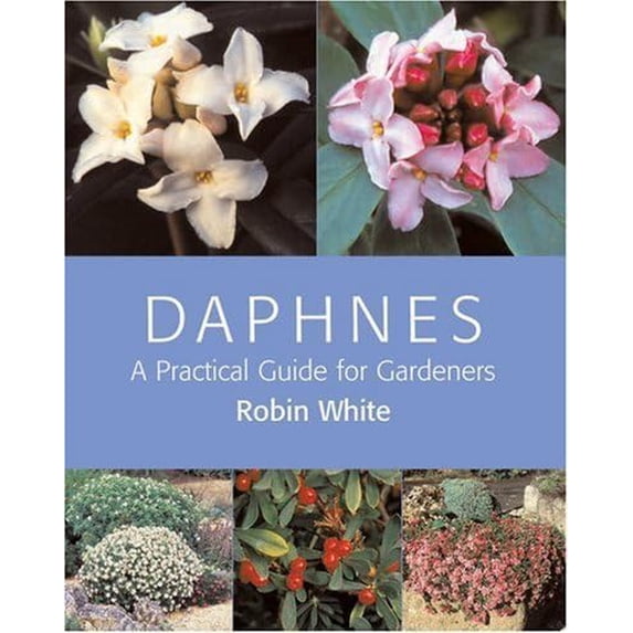 Pre-Owned Daphnes: A Practical Guide for Gardeners Paperback